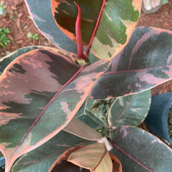 COPY - 🪴🔥Ficus ruby🔥🪴 - Picture 3 of 5